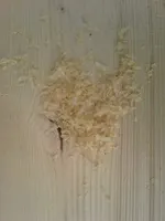 Hobelspäne auf einem Holzstück